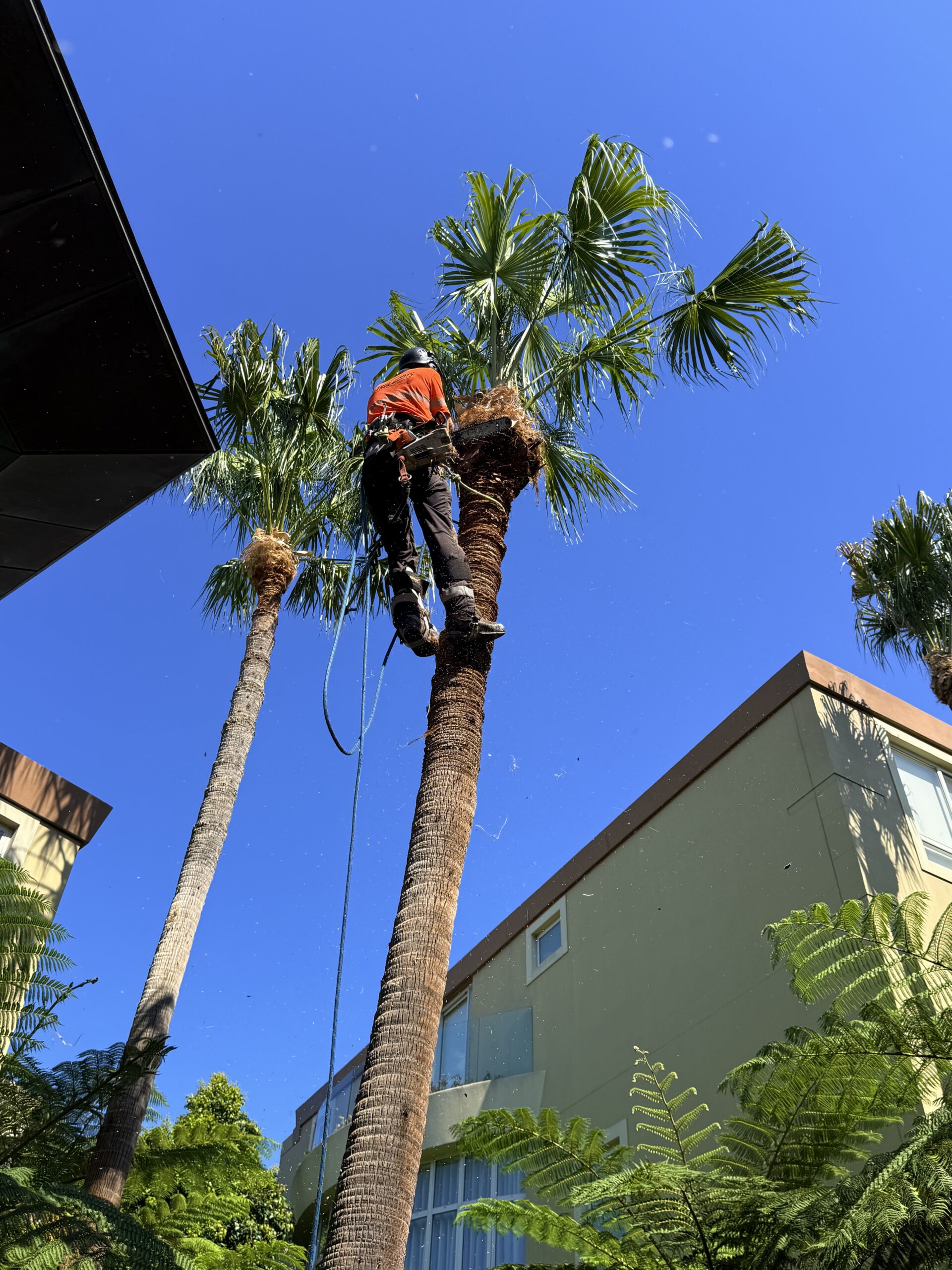 True Roots arborist roped in at the crown of a tall fan palm, removing fronds in sections