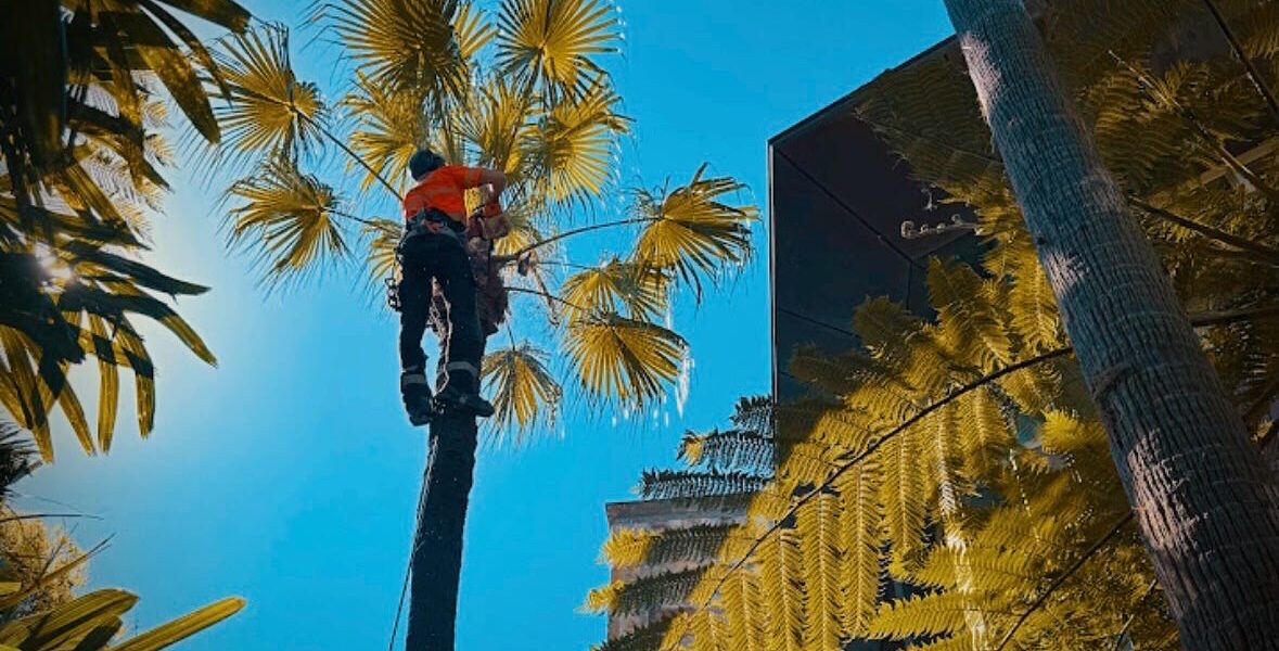 alt="Professional tree pruning service in St George Sydney"