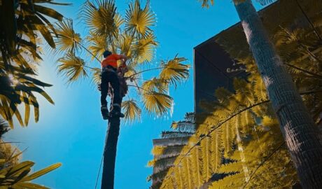 alt="Professional tree pruning service in St George Sydney"