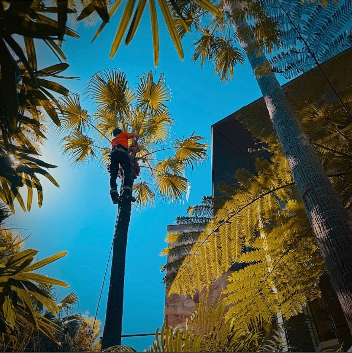 True Roots palm pruning in Sydney