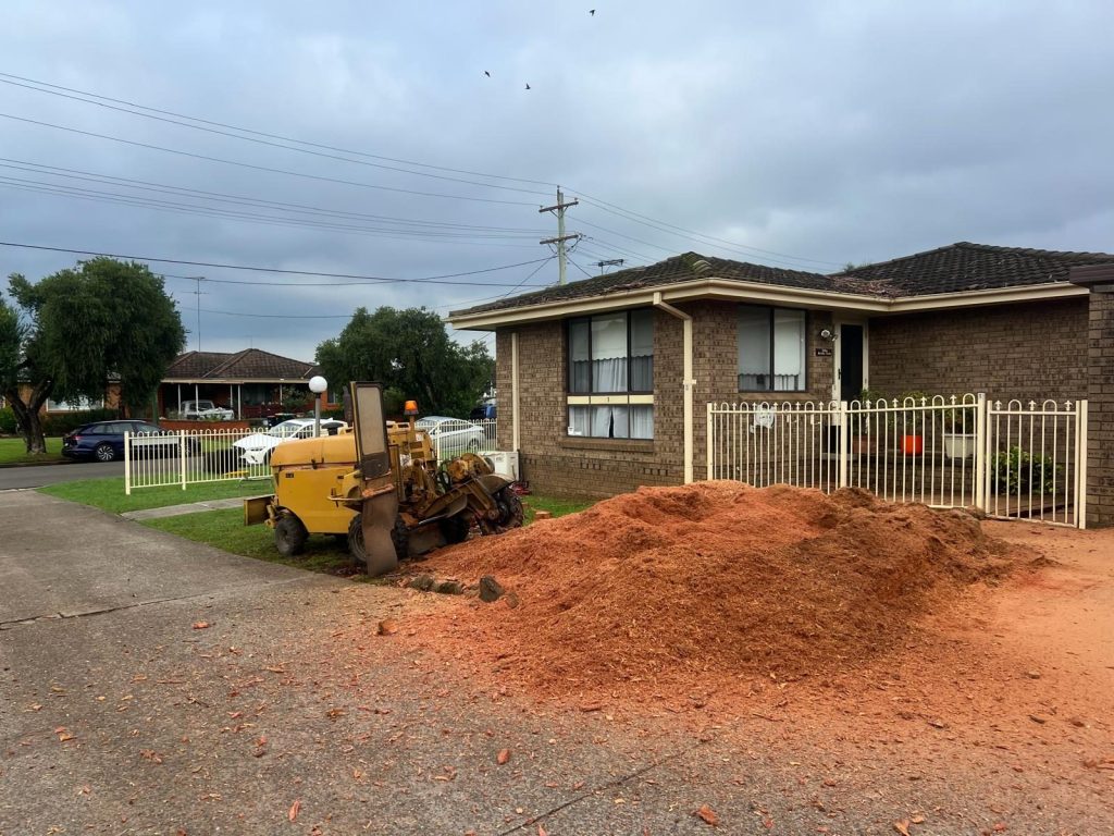 Large eucalyptus stump ground out by True Roots arborists in Cronulla