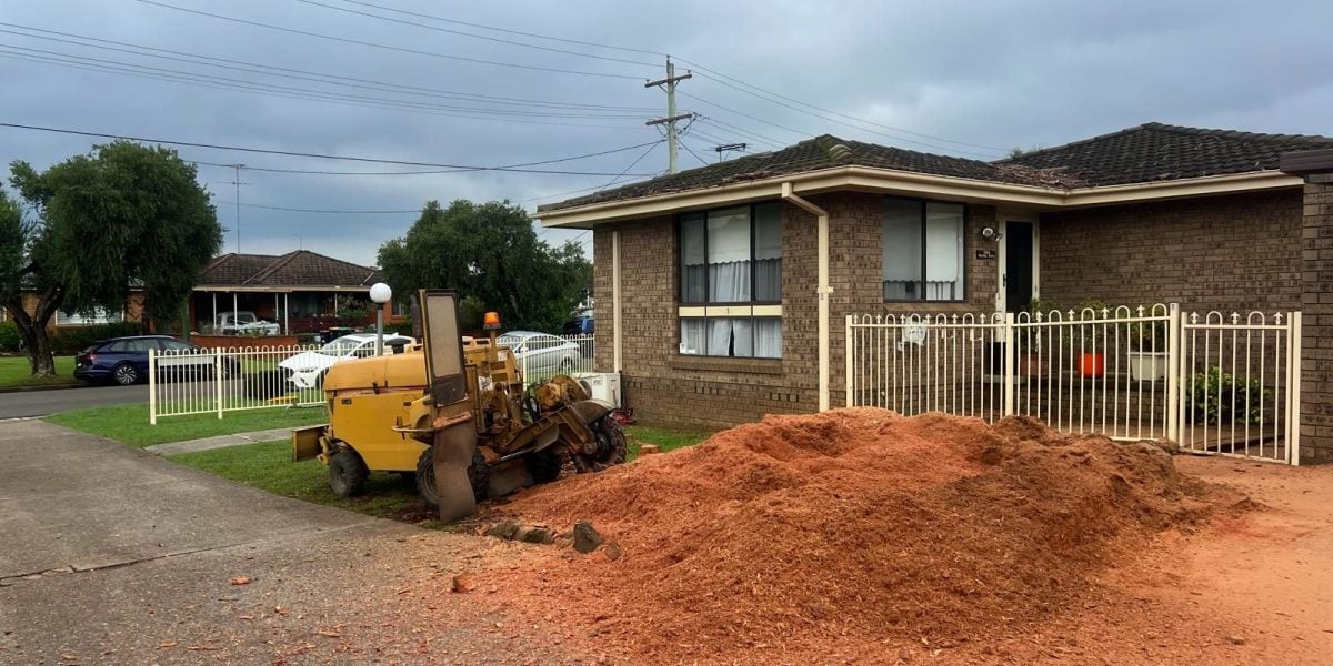 Large eucalyptus stump ground out by True Roots arborists in Cronulla