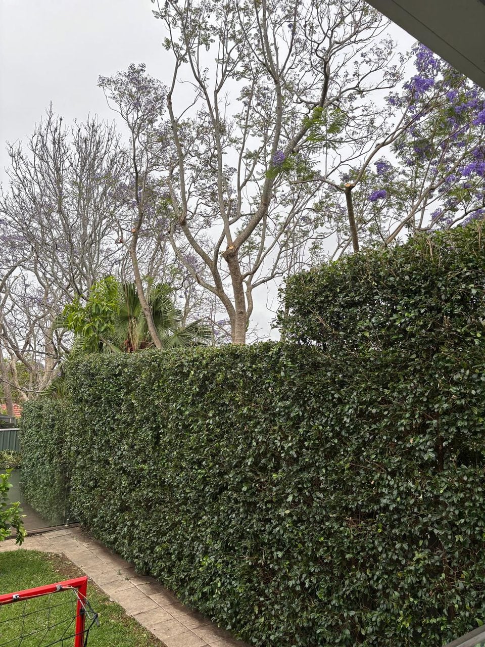 Neatly finished hedge after trimming and clean-up in Oatley by True Roots