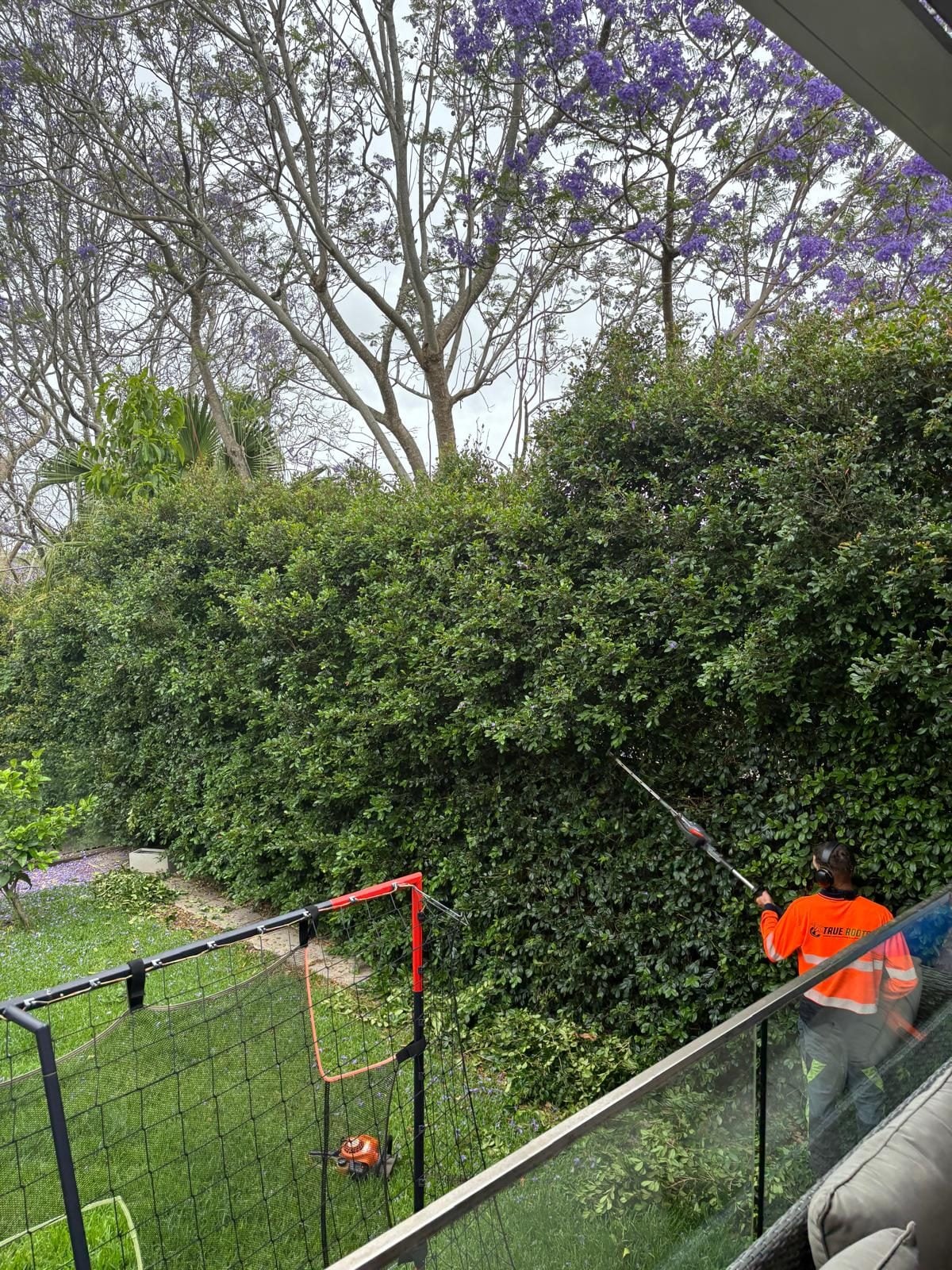 Hedging and garden makeover by True Roots in Oatley