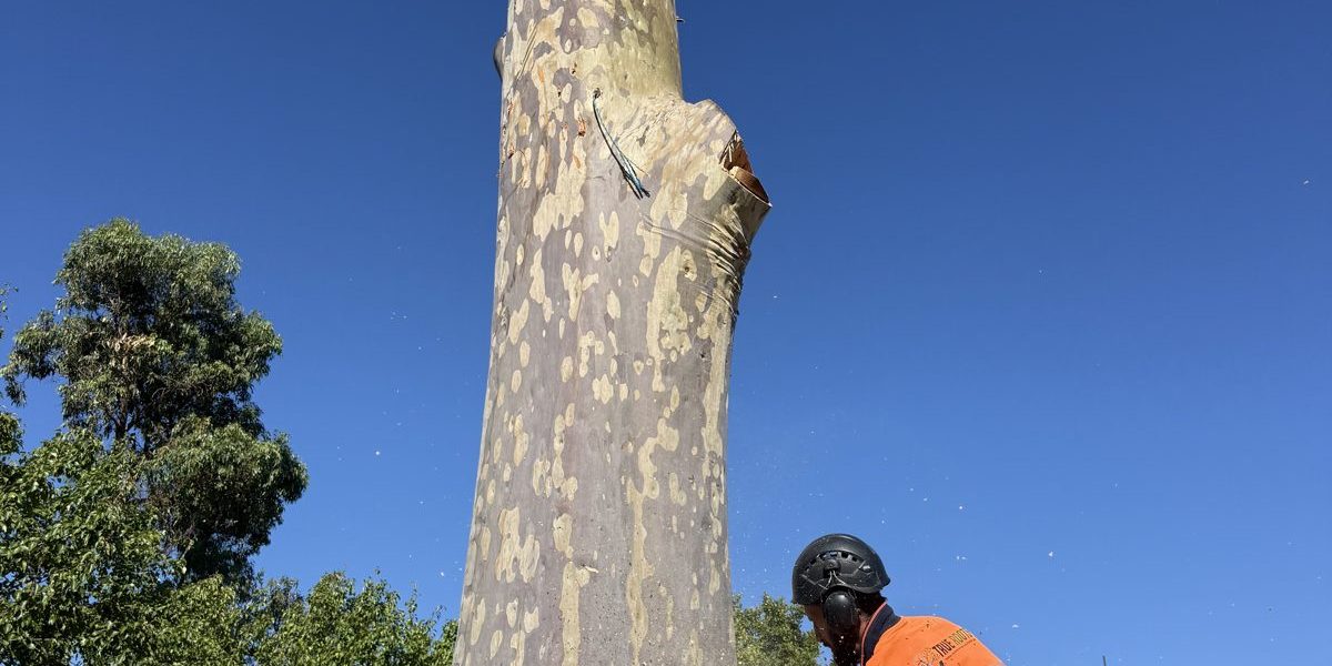True Roots large tree removal in the Sutherland Shire