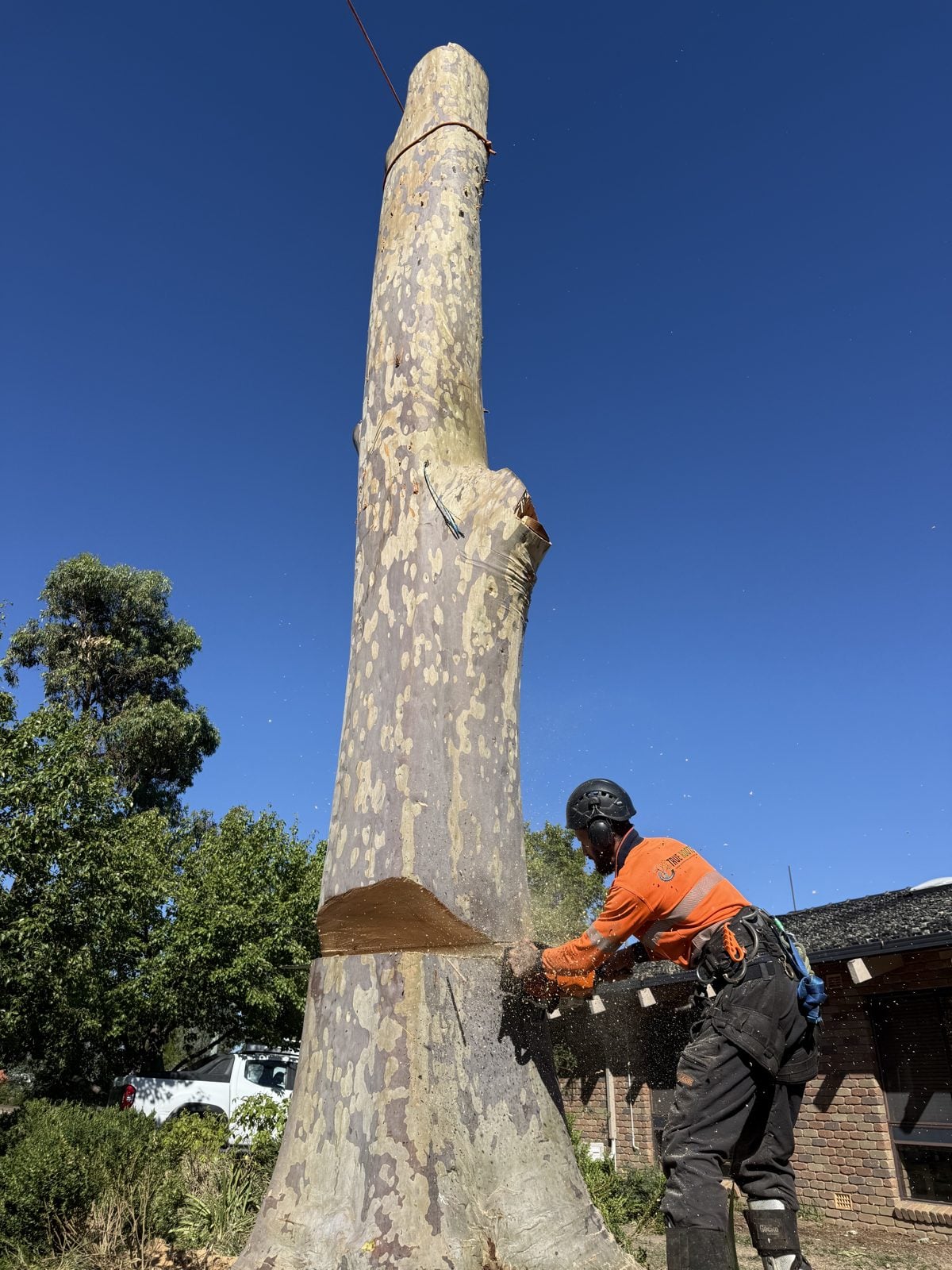 Recent tree removal — Sutherland Shire by True Roots near Como