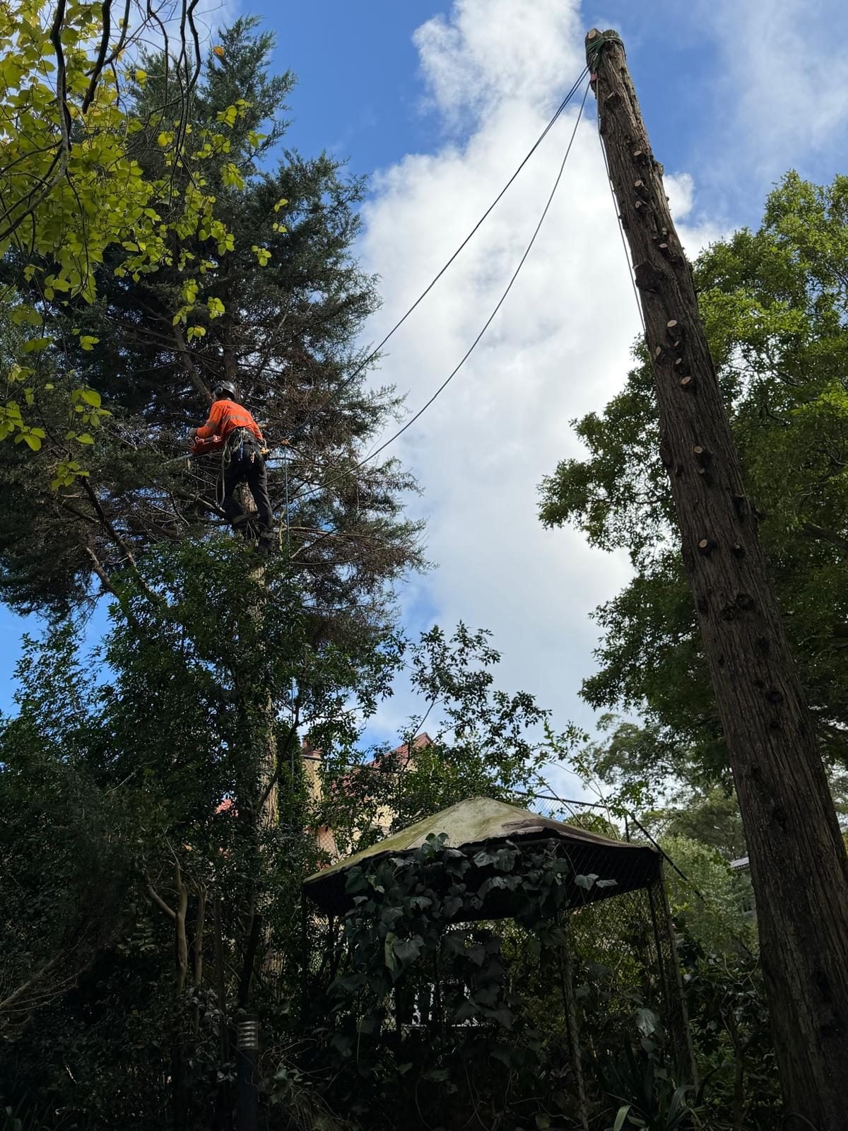 Tree services Pymble — crown reduction by a True Roots climber