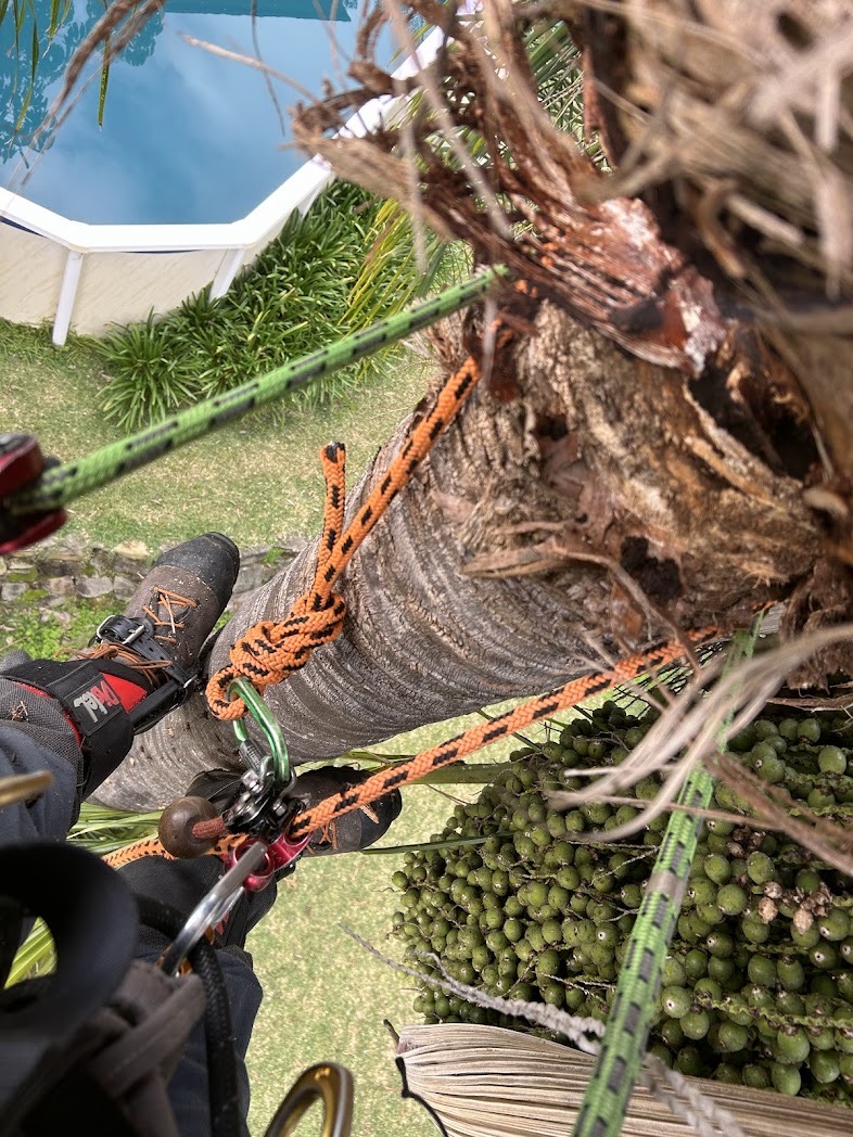 True Roots arborist climbing a Cocos palm in Oatley before a council-approved removal