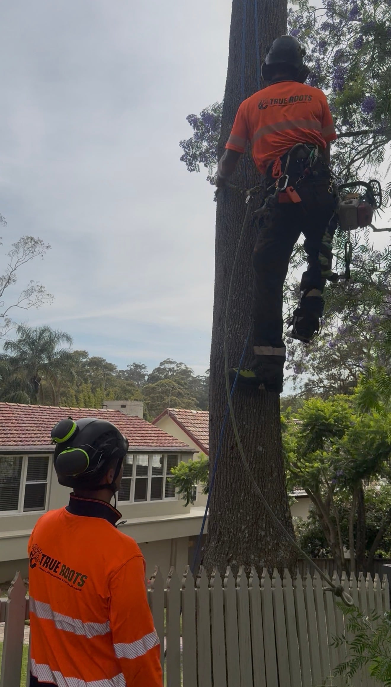 True Roots arborist climbing a storm-damaged tree during an emergency removal in Hornsby