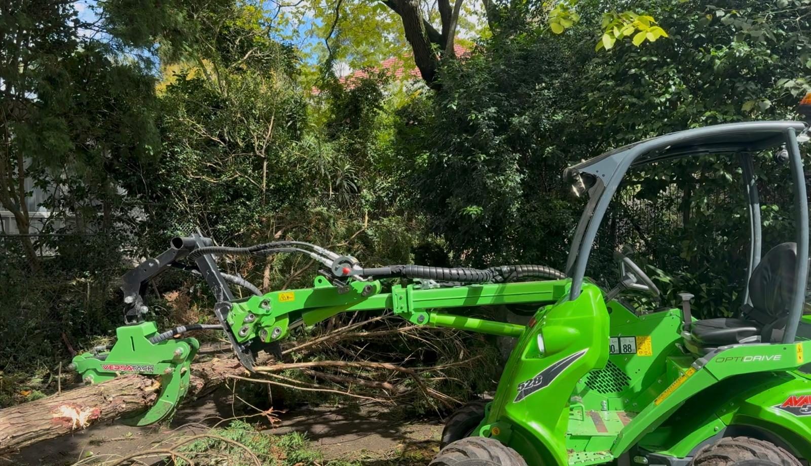 True Roots removing a dangerous pine with machinery