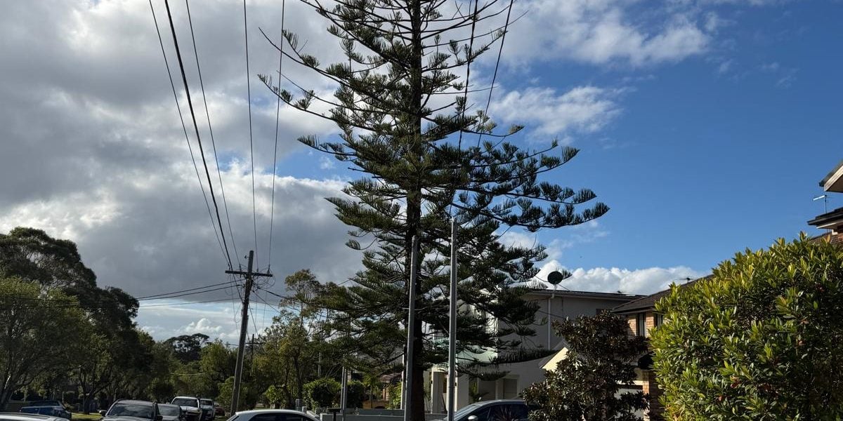 Norfolk Island pine before tree removal in Revesby