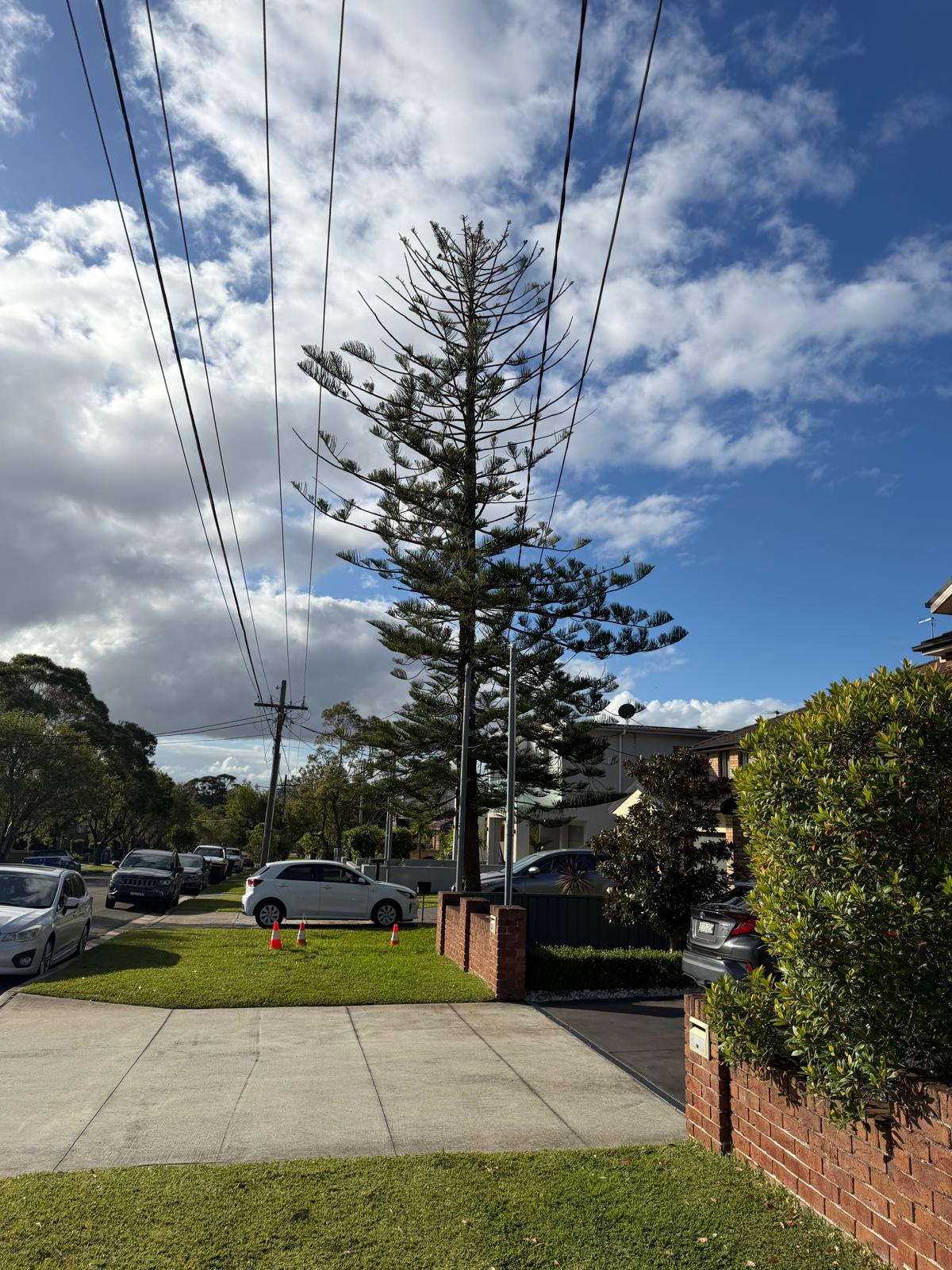 Large Norfolk Island pine beside a house before removal