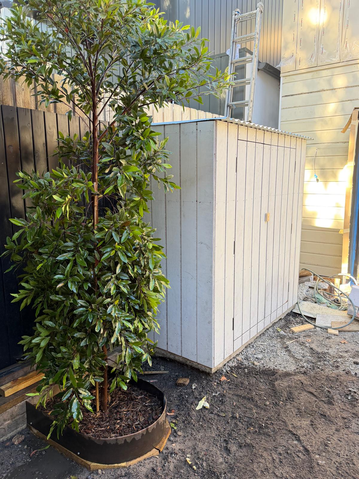 Strata tree management Sydney — replacement planting on common property