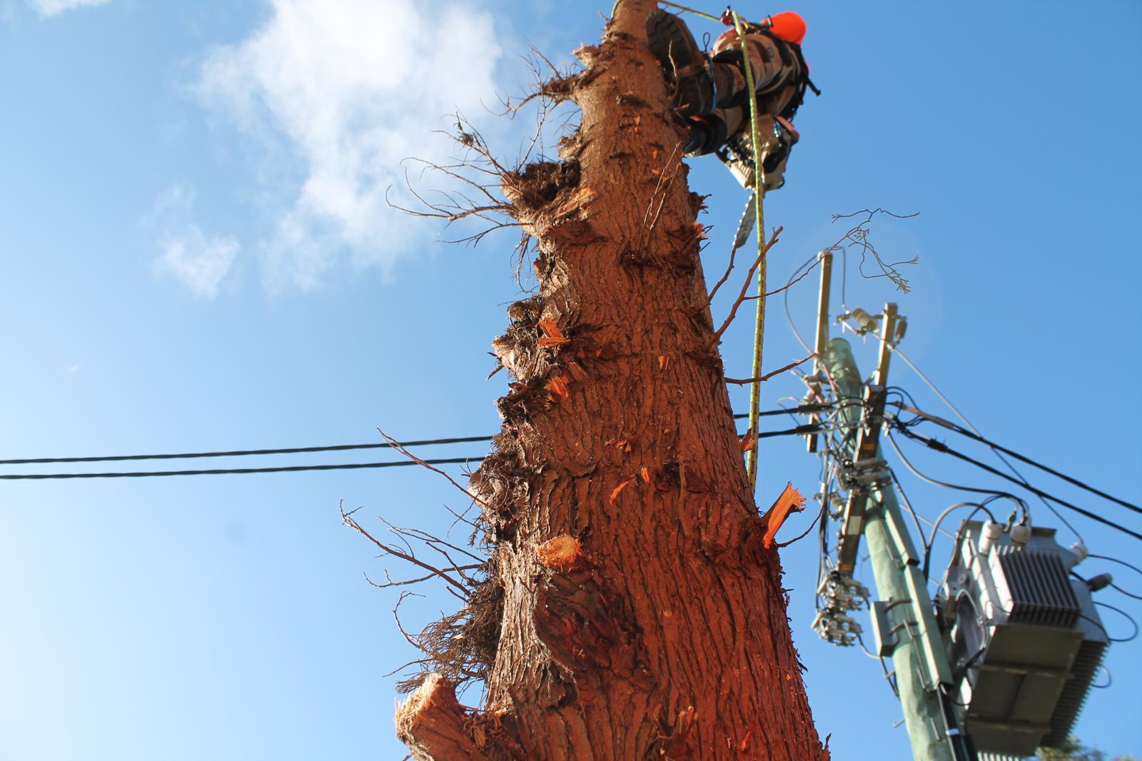 True Roots arborist removing a tree in sections near overhead utility lines in Hurstville