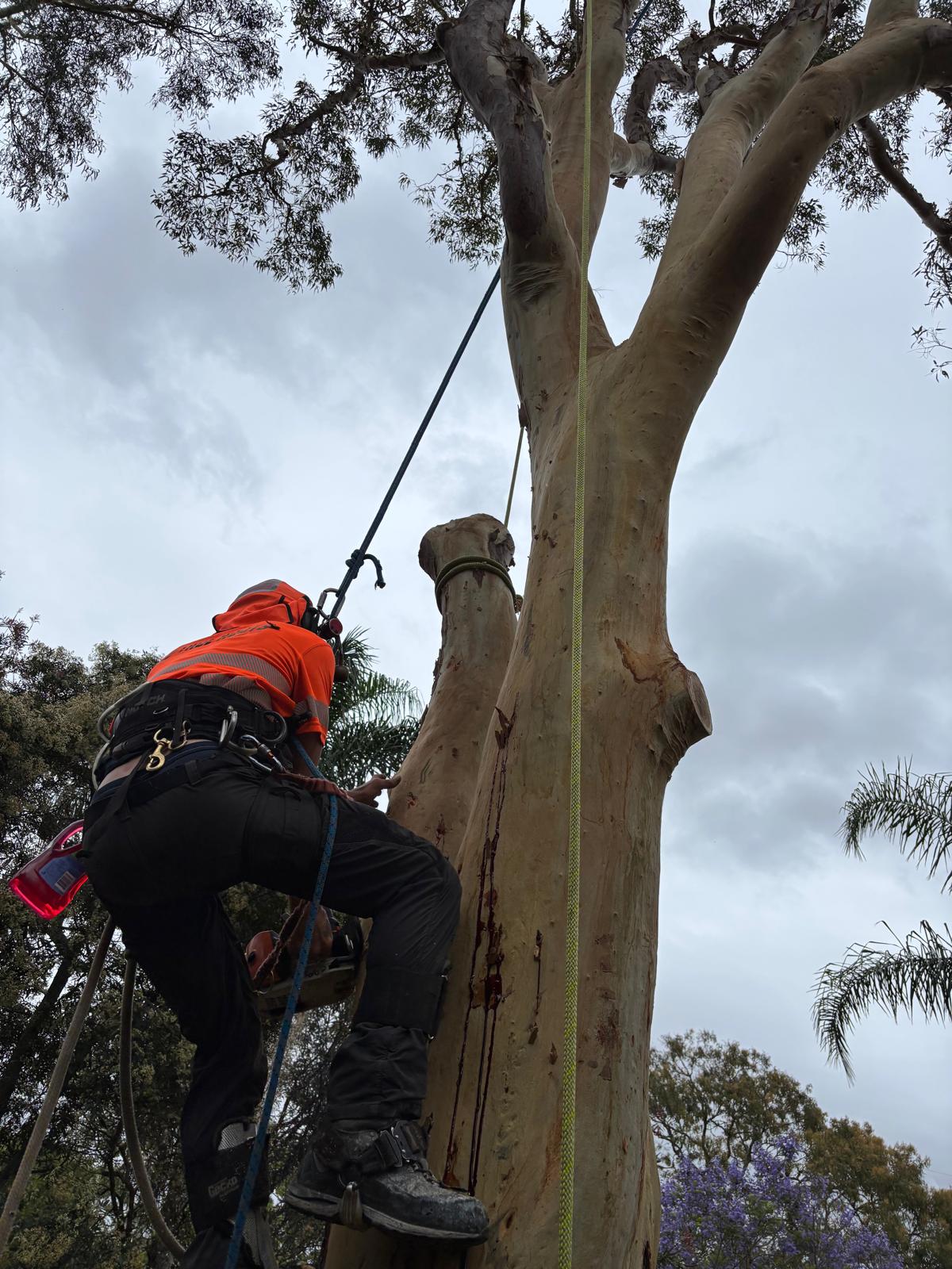 True Roots arborist dismantling a gum in Menai