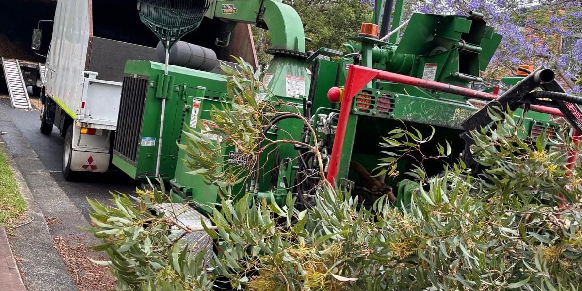 True Roots vegetation management with a wood chipper on a Sydney roadside