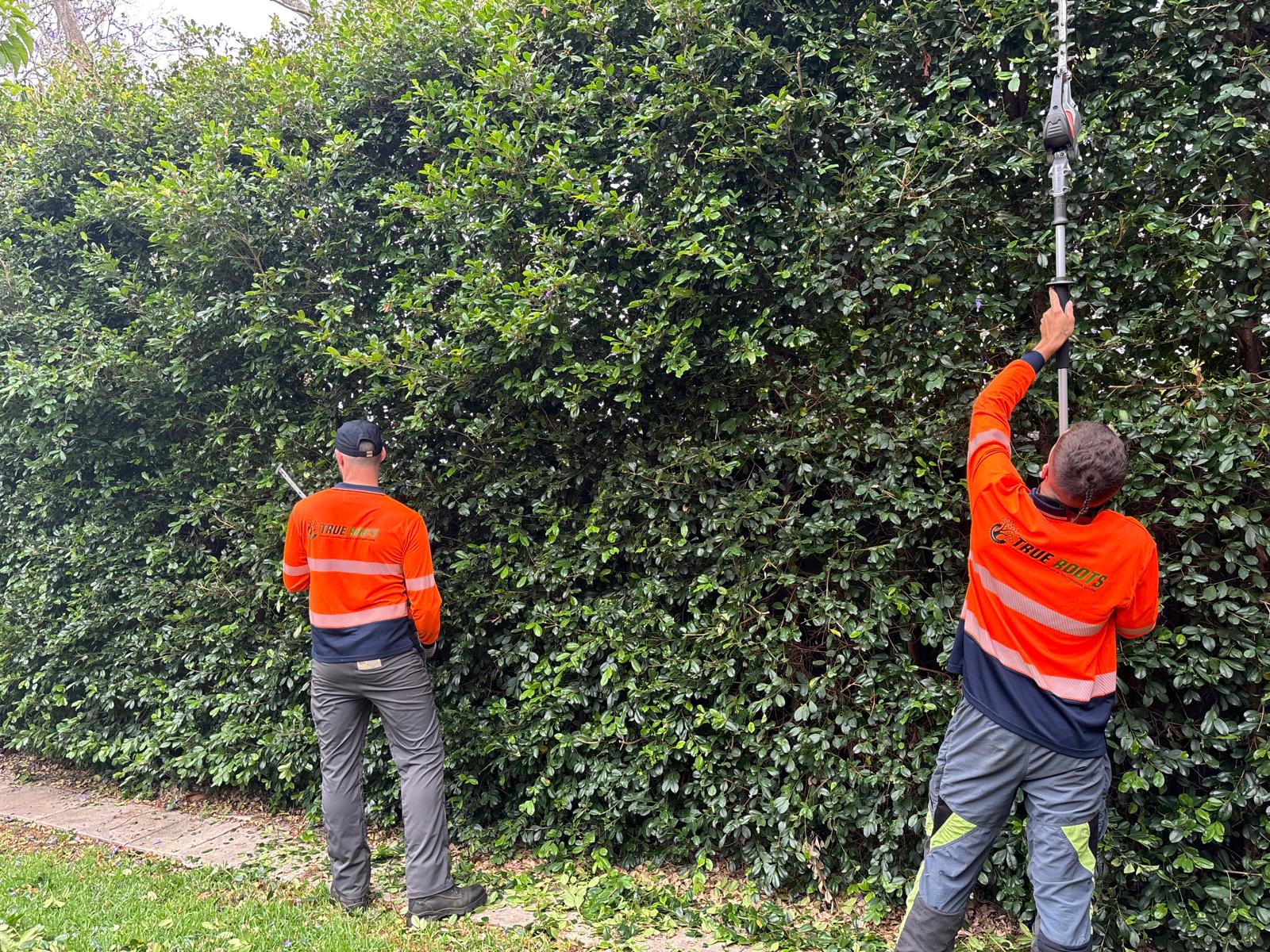 Tree pruning Sydney — hedge and garden trimming completion in Cronulla