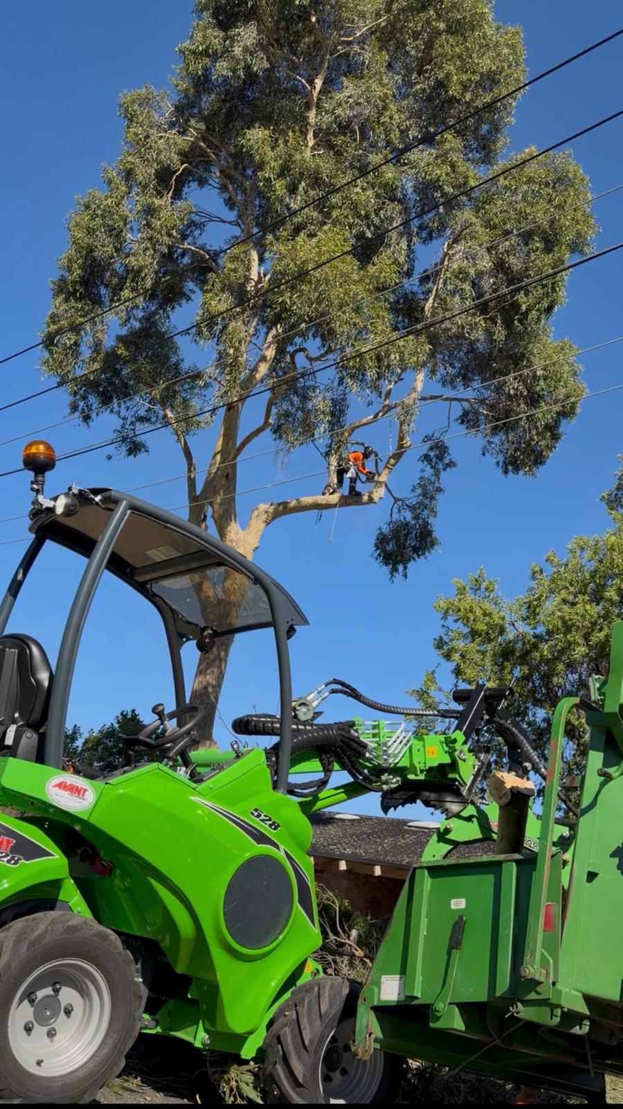 Tree removal Sydney near powerlines with specialist machinery