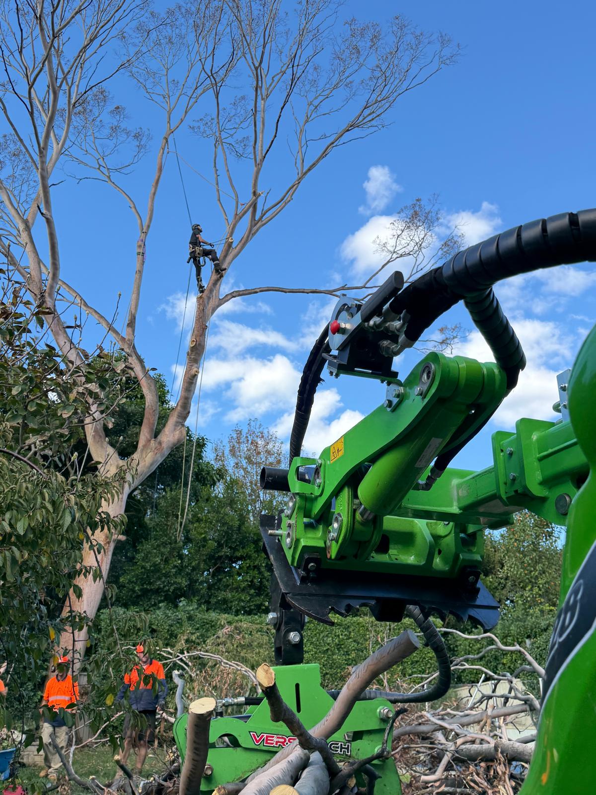True Roots climber roped high in a dead gum rigging down branches above the crew and machinery at Connells Point