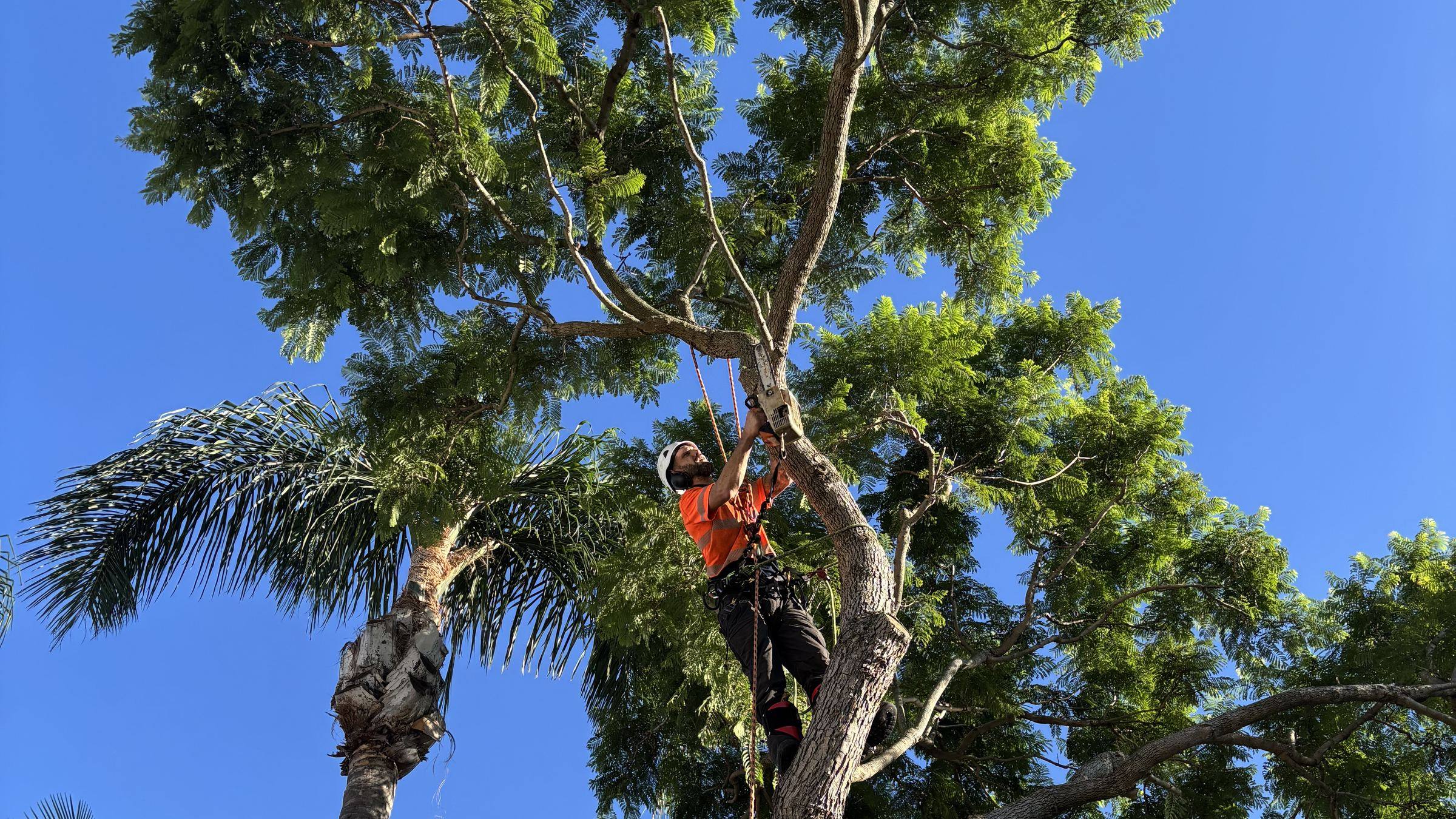 True Roots arborist roped in and pruning in the canopy of a large tree, Sydney