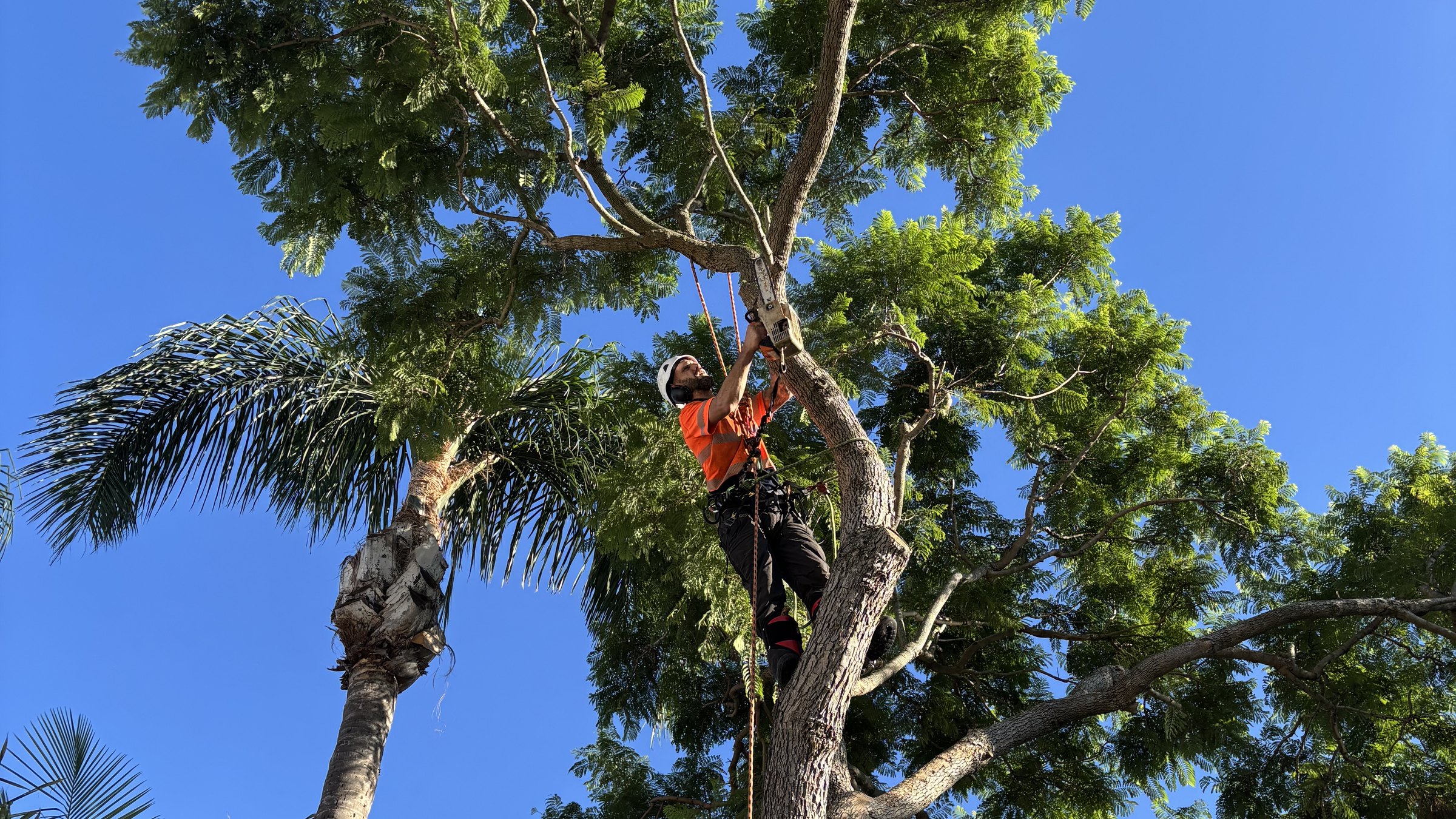 True Roots arborist climbing and working in a tree canopy on two ropes, Sydney