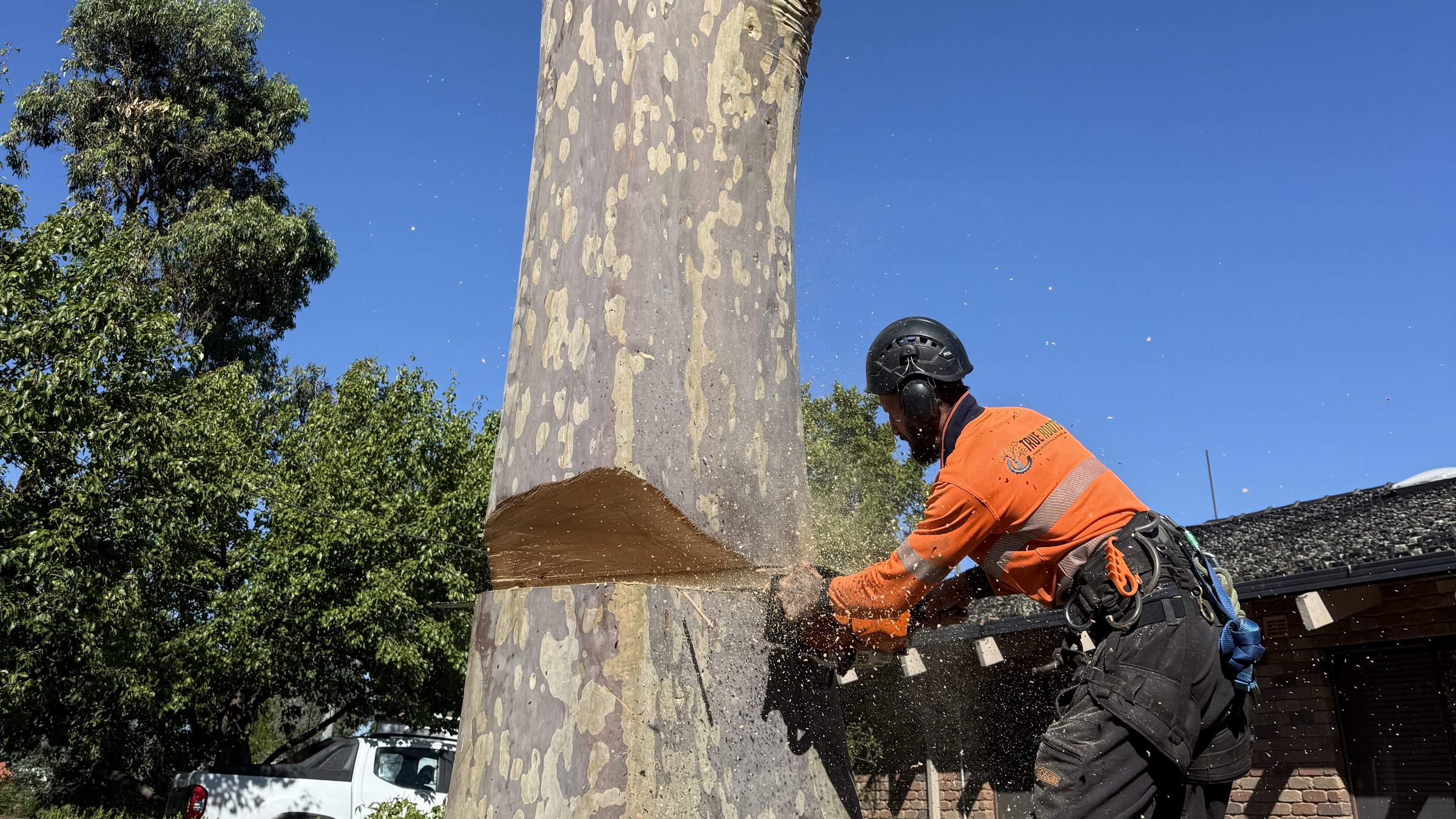 True Roots arborist cutting a large gum trunk into sections during a Sydney tree removal