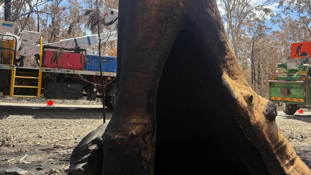 Fire-hollowed gum beside True Roots trucks during bushfire hazard reduction work