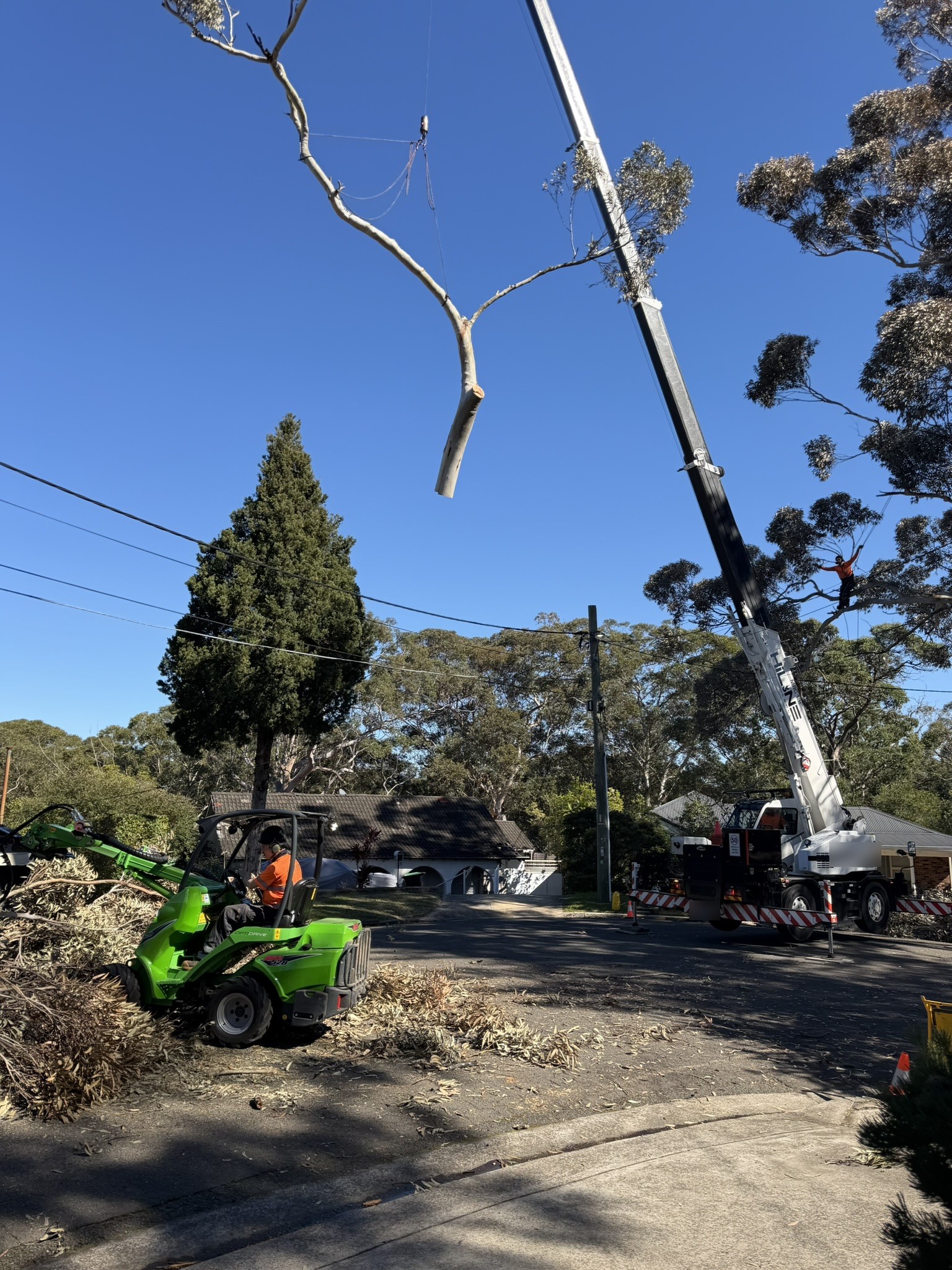 Crane lifting a large limb with a True Roots climber in the tree during a removal in Lugarno