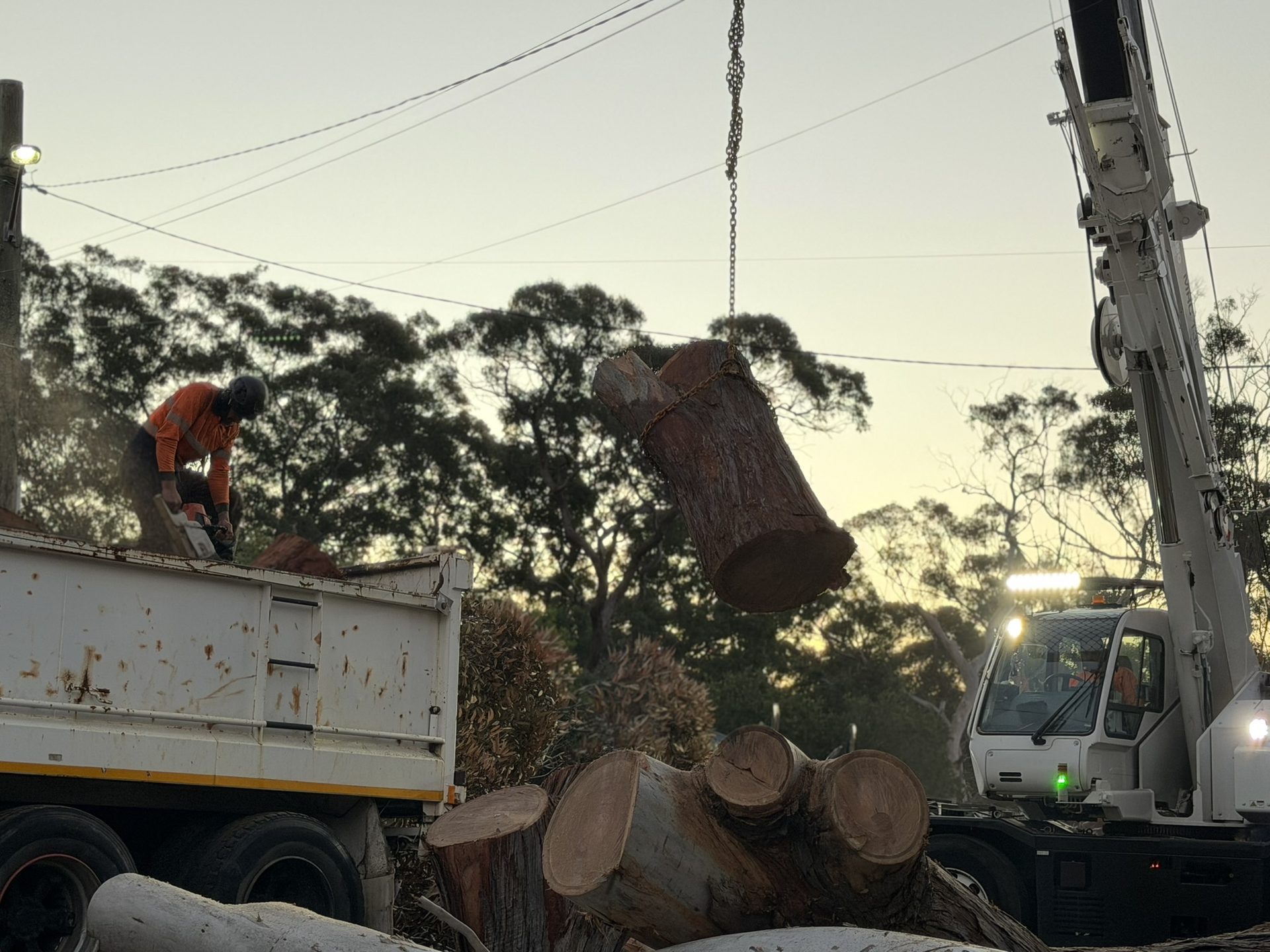 Crane lifting a large gum trunk section onto the True Roots truck during a tree removal in Lugarno