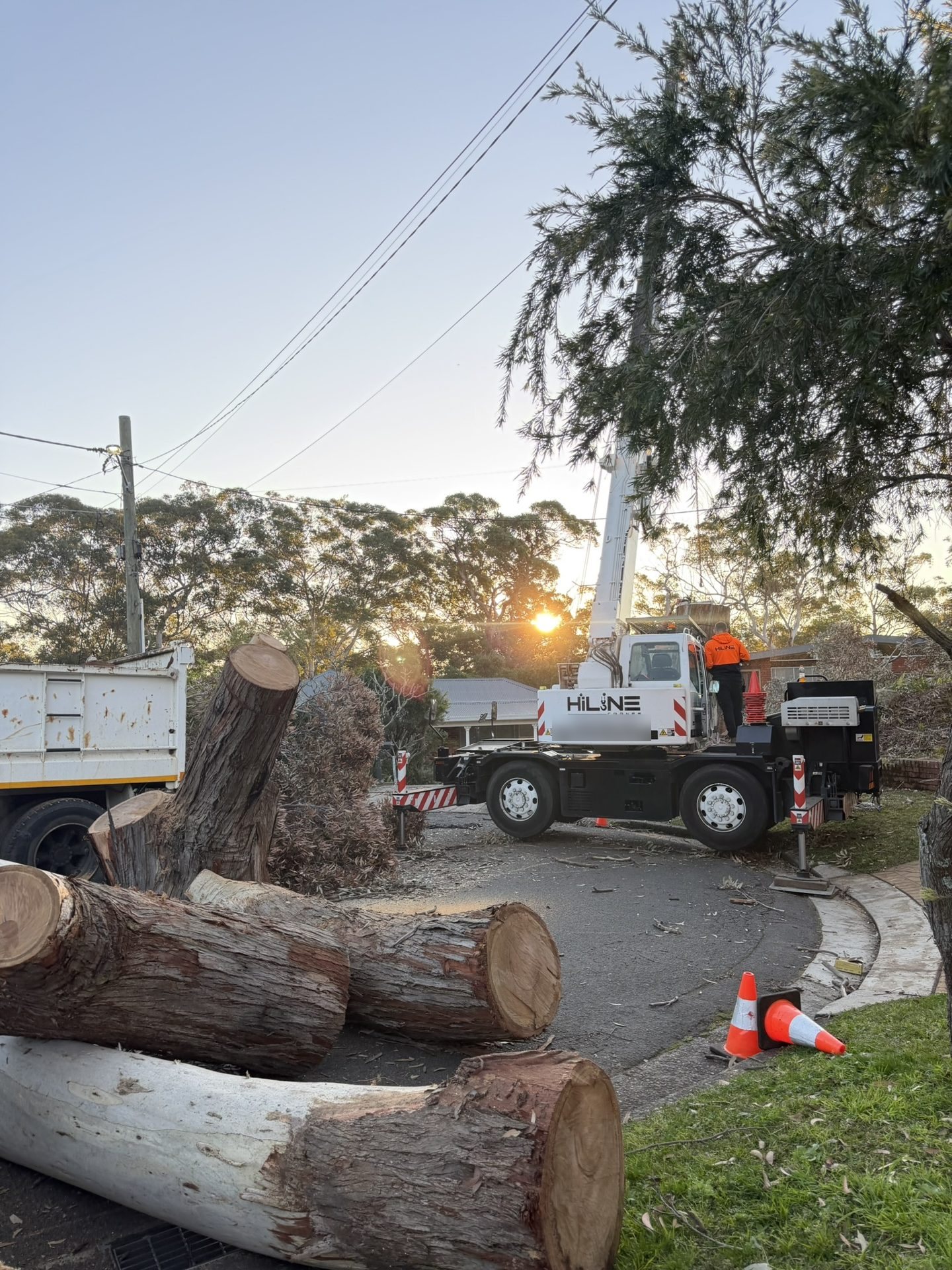 Crane loading logs at dusk on a True Roots removal in Lugarno
