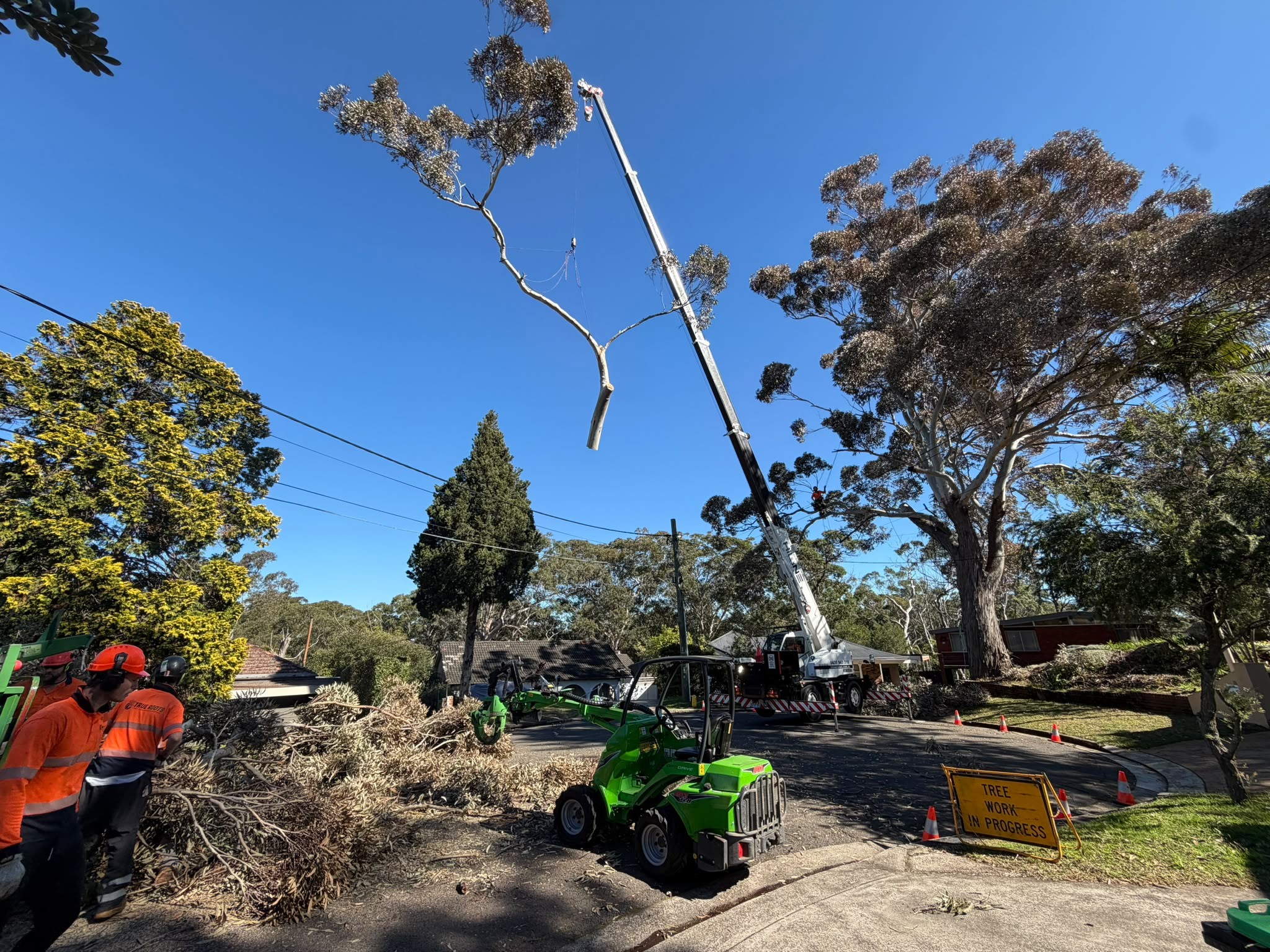 True Roots crew using a crane to remove a large gum tree in Lugarno, Sydney