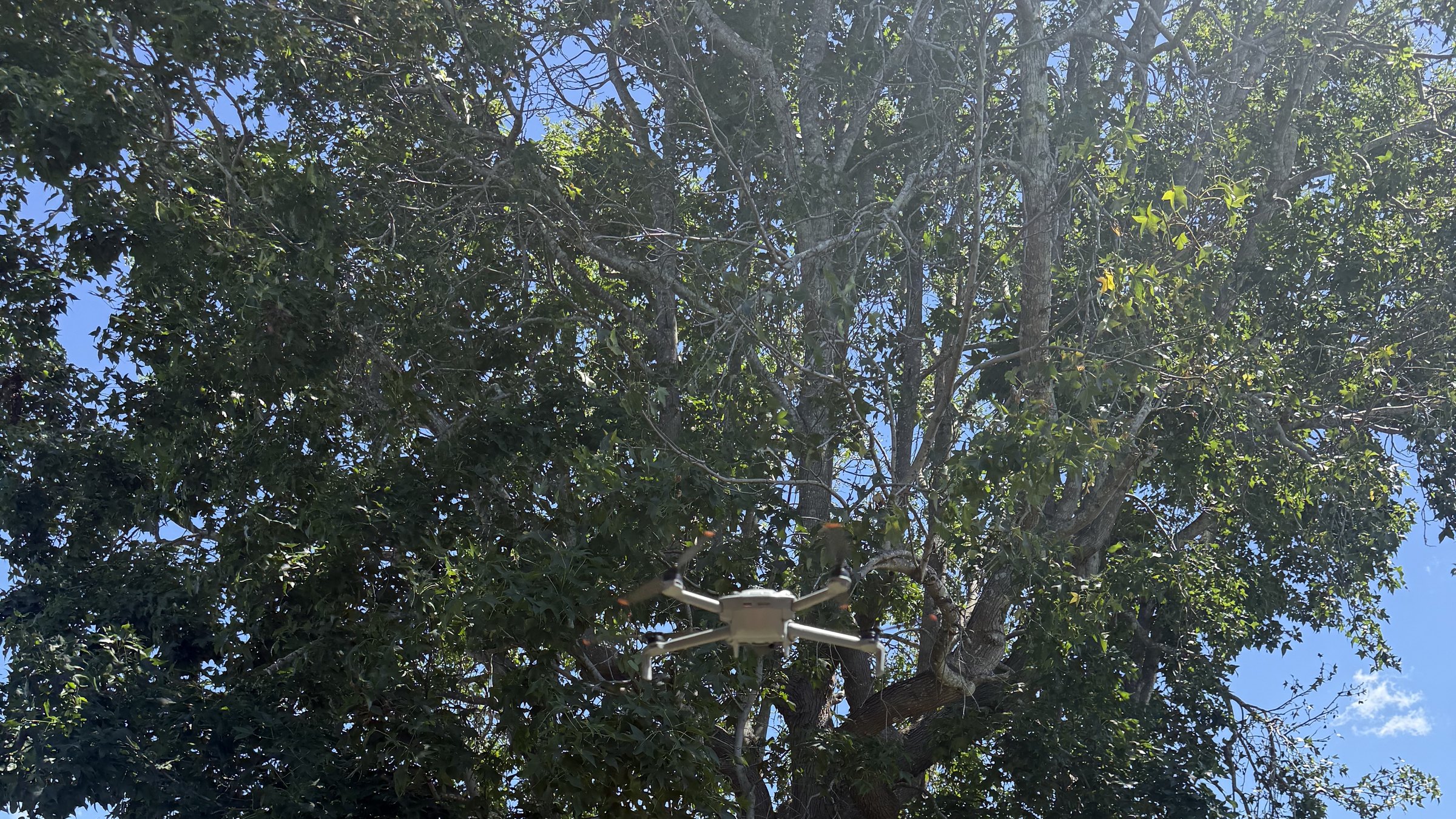Drone inspecting the canopy of a large tree during a True Roots assessment