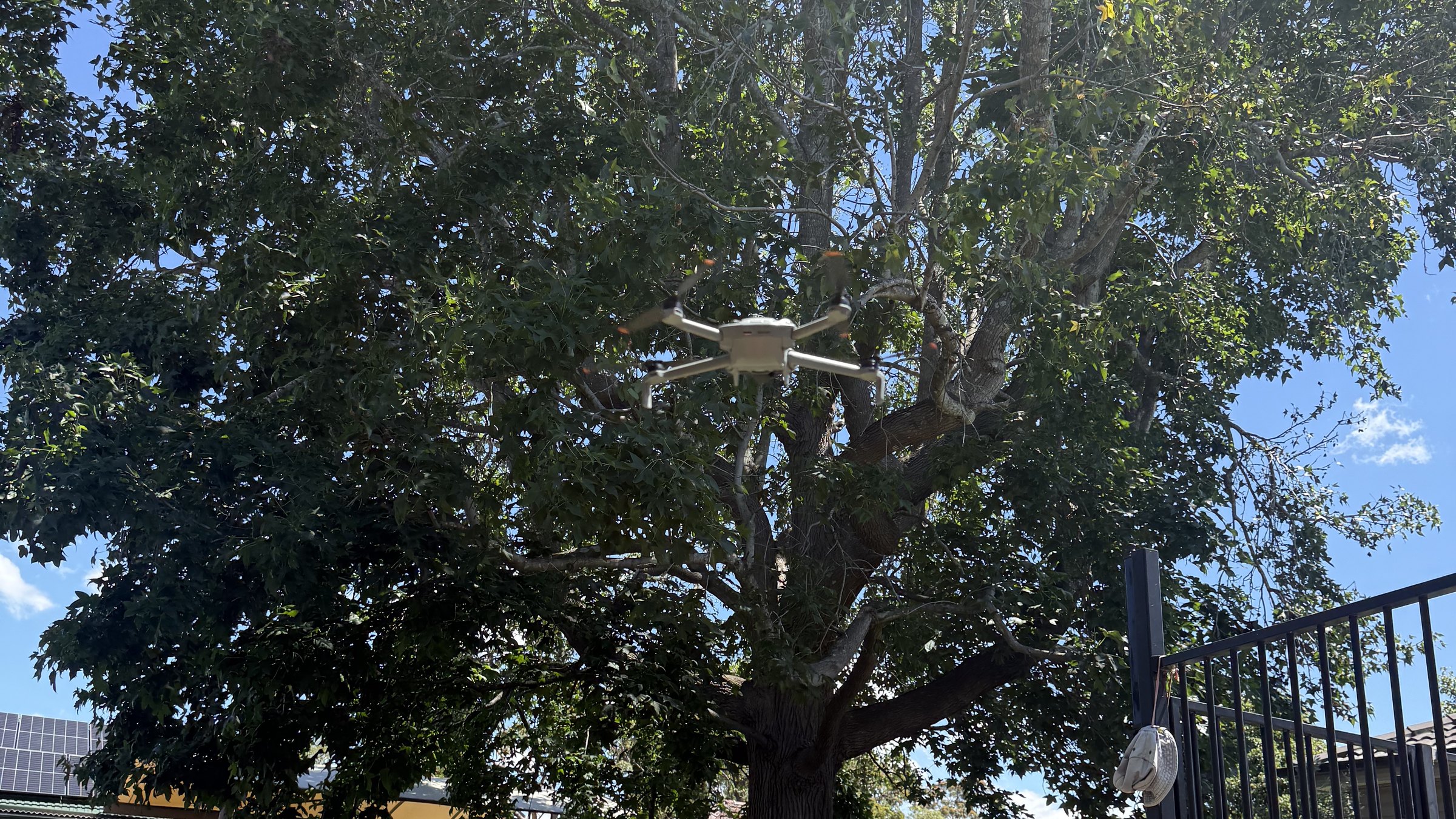 Drone inspecting the canopy of a large tree during a True Roots tree assessment