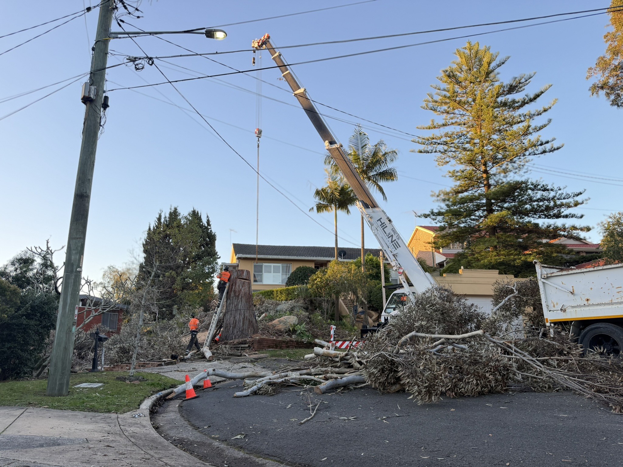 True Roots crew and crane removing a dangerous gum tree in an emergency call-out in Lugarno