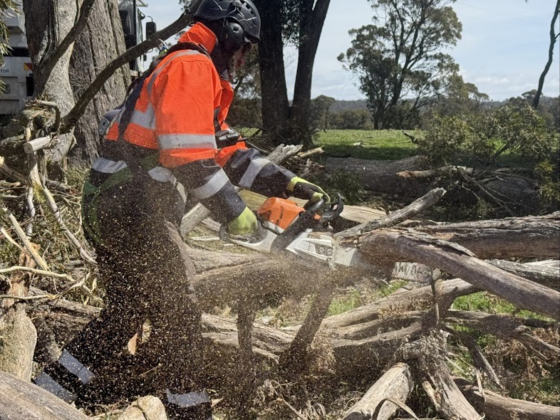 True Roots arborist cutting up storm-felled gum trees during an emergency clean-up in Goulburn