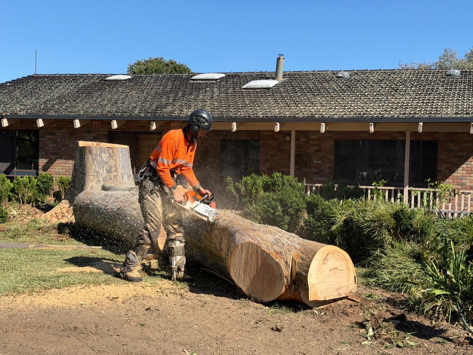 True Roots arborist cutting up a large gum trunk after an emergency tree removal for a Sutherland Shire homeowner
