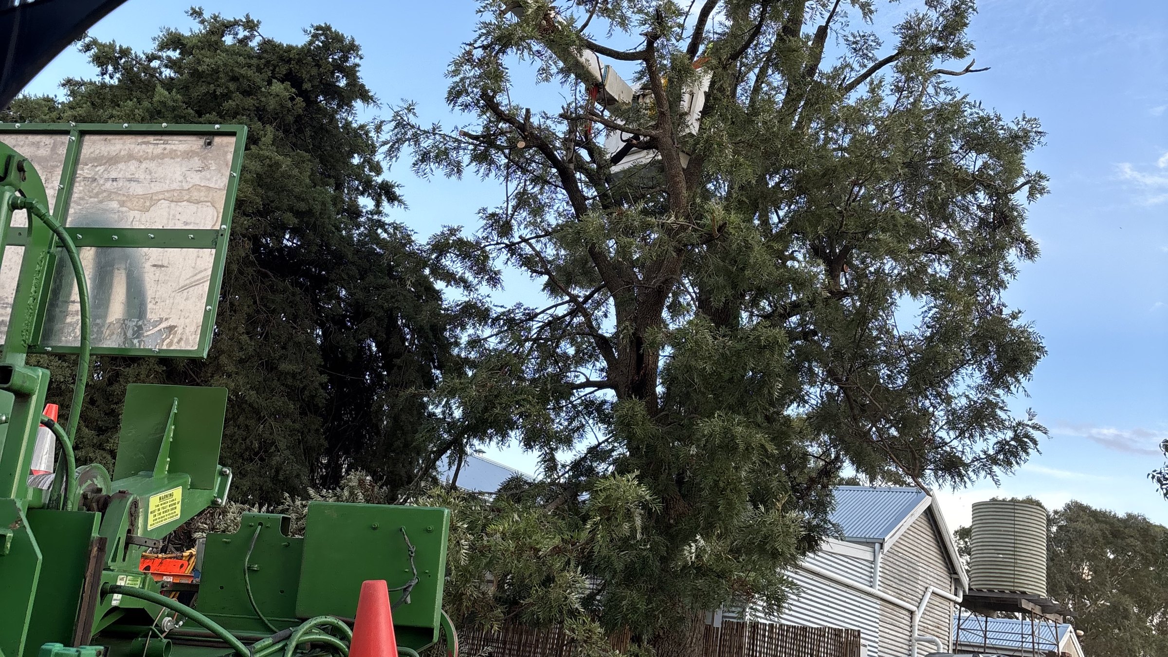 True Roots elevated work platform and wood chipper set up beside a large tree for pruning, Sydney