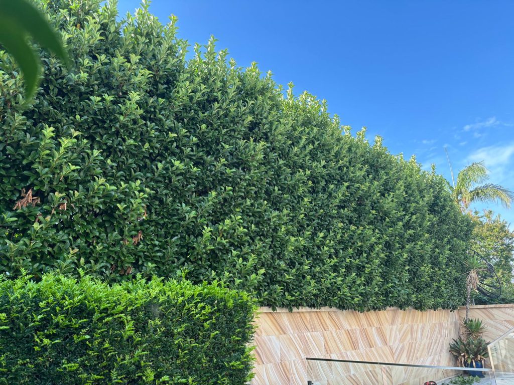 Tall screening hedge trimmed to a clean line above a sandstone wall in Sydney’s Eastern Suburbs by True Roots
