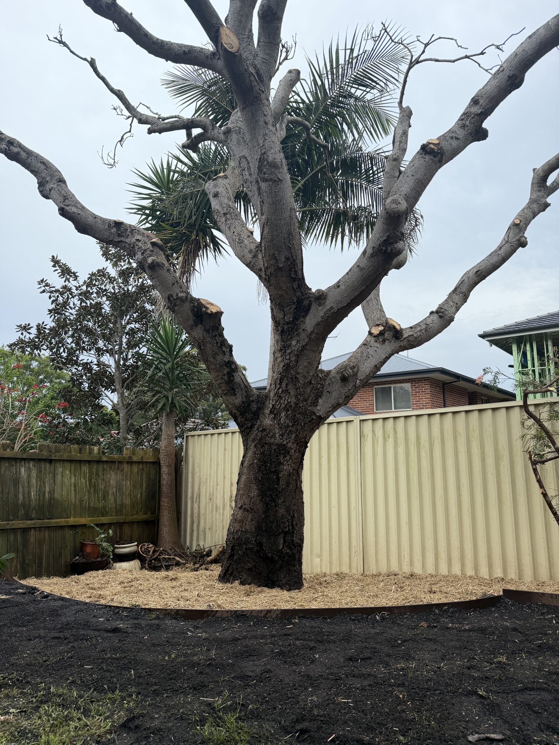 Restored tree with new steel-edged mulched garden bed and soil by True Roots