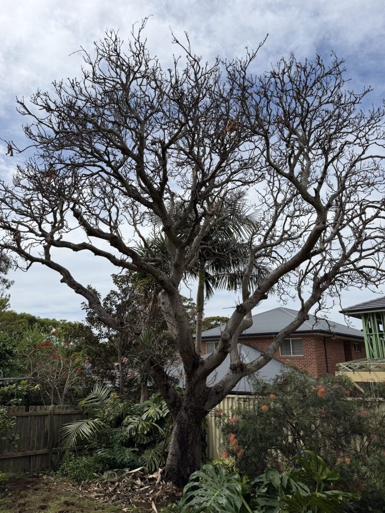 Overgrown tree and garden before True Roots restoration in Penshurst