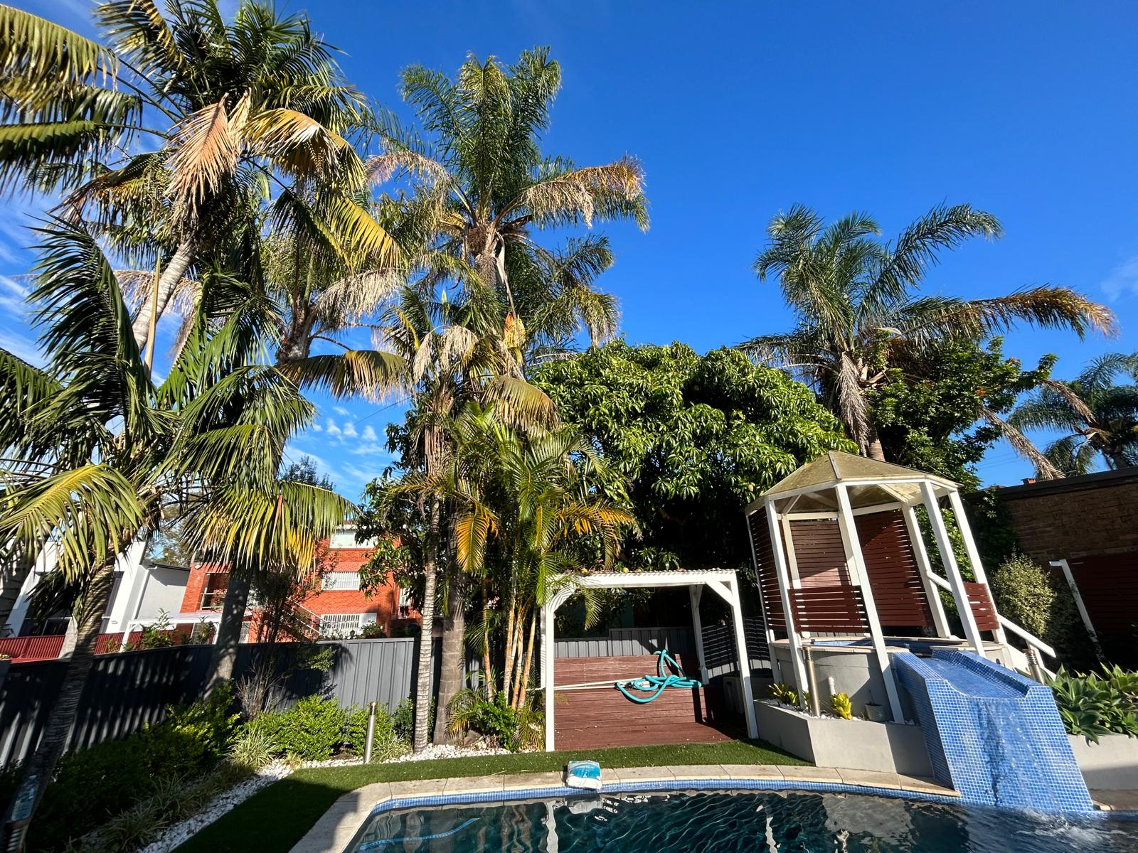 Row of cocos palms with brown dead fronds and seed heads hanging over a backyard pool before True Roots pruning, Connells Point