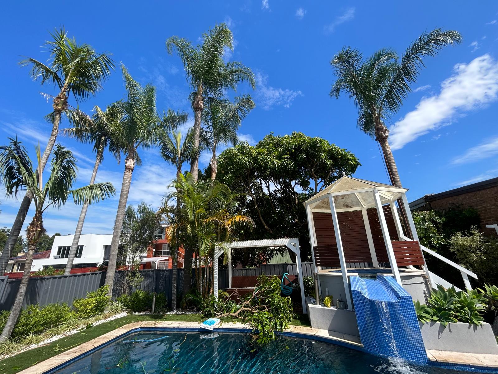 The same cocos palms after True Roots removed the dead fronds and seed pods, clean crowns over the pool, Connells Point