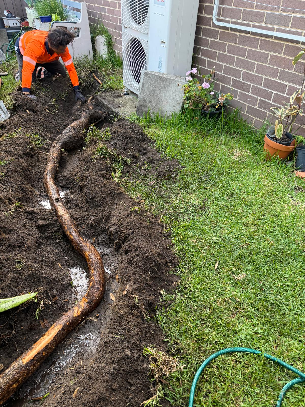 Long tree root exposed in a trench along a lawn and side path, with a True Roots arborist digging it out