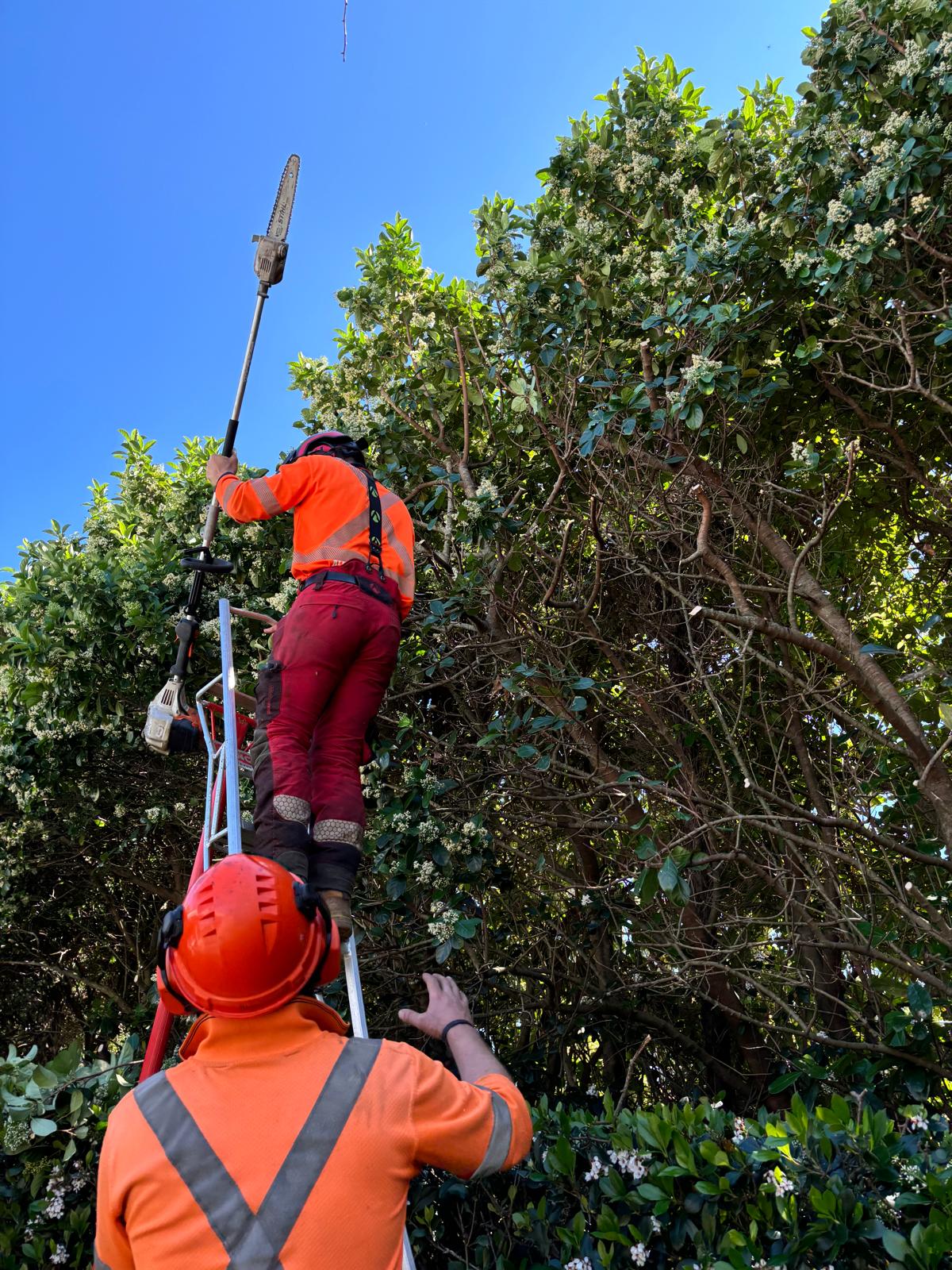 True Roots arborists pruning a flowering tree with a pole saw from a platform ladder, North Sydney