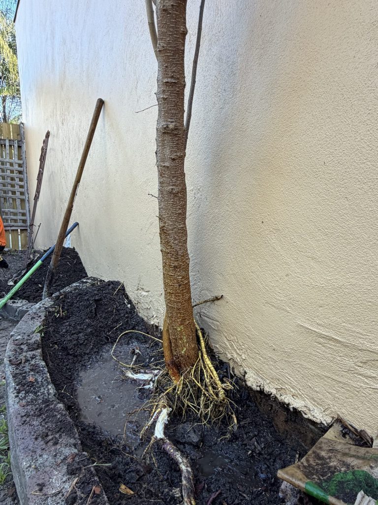 Tree roots exposed in a garden bed against a rendered wall in Newtown