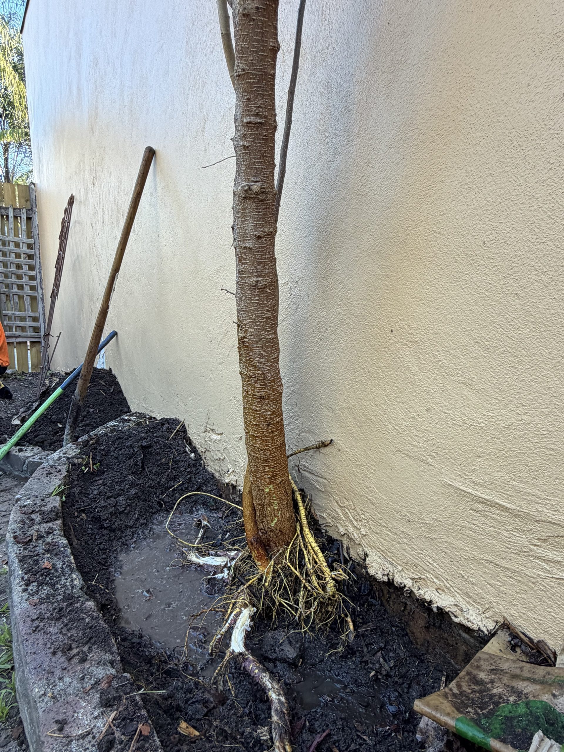 Tree roots exposed in a garden bed against a rendered wall in Newtown