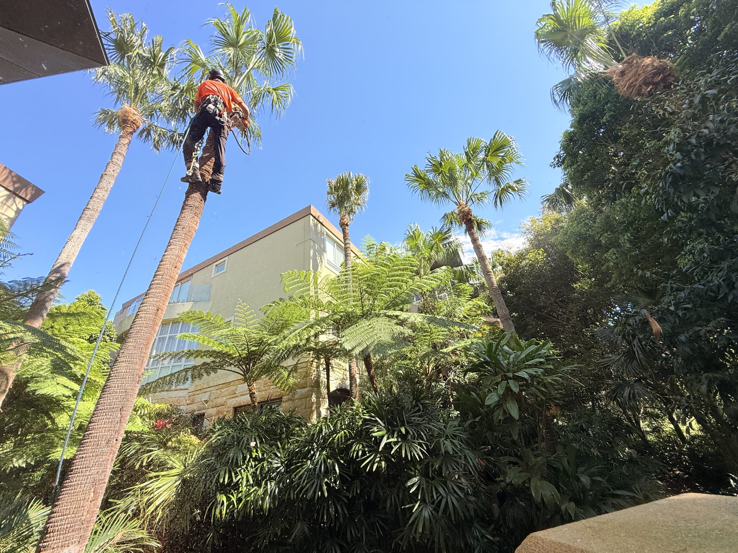 True Roots climber roped to the trunk of a tall palm above a strata garden in Sydney