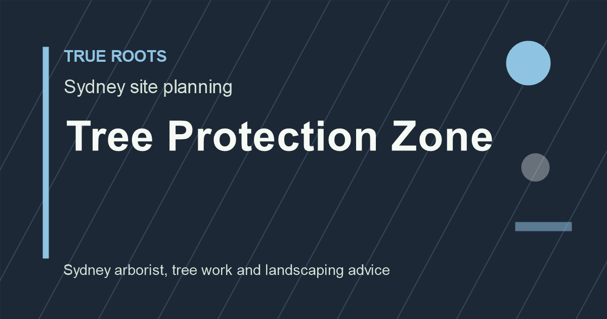 Inner West Council tree removal — tree protection zone assessment
