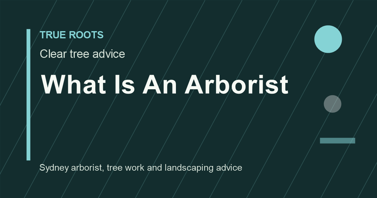 Arborist reports Sydney — certified AQF Level 5 tree report by True Roots
